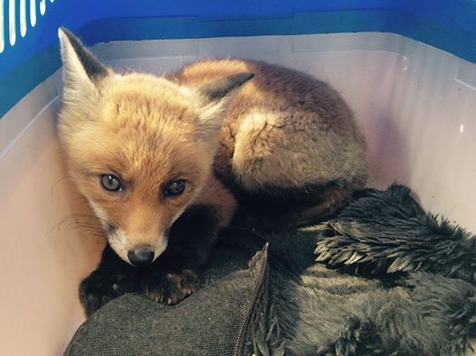 "Дикий товар": львівські зоозахисники затримали торгівців лисицями фото