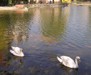 Пара лебедів повернулася на озеро на вулиці Симоненка