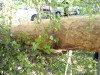 У Львові на вулицю впало дерево
