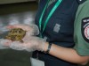Митники конфіскували 197 контрабандних черепах