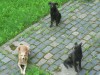 У Львові розпочато розслідування за фактом масового отруєння собак