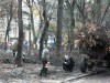 Прокуратура виявила незаконну вирубку дерев у Львові