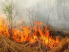 На Львівщині горіли три гектари лісу