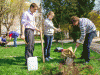 Депутат міськради разом зі школярами висадив фруктовий сад