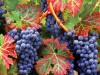 Підприємці Галицького району сплатили два мільйони збору на розвиток виноградарства