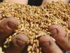 Львівщина намолотила 1 млн тонн зернових