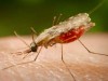 У Львові за вересень зафіксовано другий випадок «тропічної малярії»