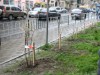 Біля львівського СІЗО висадили 60 кущів калини