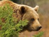 Ведмідь, що втік з розплідника на Львівщині, досі гуляє на волі