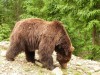 Бурий ведмідь дозволив чоловікові зробити вражаючі знімки зблизька