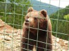 Позували тварини у Реабілітаційному центрі бурого ведмедя