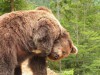 Бурий ведмідь дозволив чоловікові зробити вражаючі знімки зблизька