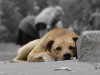 Завтра у Львові рахуватимуть безпритульних собак. Потрібні волонтери