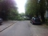 У Львові від потужного вітру дерево впало на дорогу й зачепило будинок