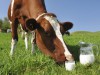 АМКУ перевірить ціни на молоко