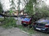 У Львові деревом накрило автівки