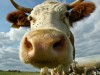 На Львівщині на три роки ув’язнили крадія корови