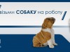 Львів’ян закликають завтра іти на роботу зі своїми собаками