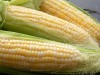 На Львівщині крадуть навіть кукурудзу