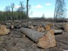 На Яворівщині приватні підприємці незаконно вирубували ліс