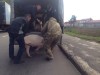 Львівські поліцейські ганялися за поросям