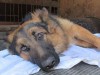 Як львівські поліцейські врятували бездомного пса