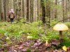 Жителів Львівщини застерігають: гриби можуть бути небезпечними