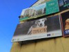 У Львові стало модним брати до себе безпритульних собак