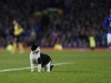 Мережу «підірвав» кіт-футболіст, що завітав на матч у Англії