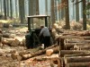 На Львівщині знову незаконно вирубали ліс