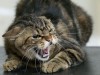 17 сіл Рівненщини закрили на карантин через скаженого кота