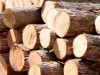 На Львівщині в черговий раз виявили нелегальну рубку дерев