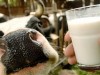 Українські компанії відправили у ЄС перші партії молочки