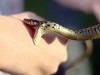 Мешканця Турківщини госпіталізували через укус змії