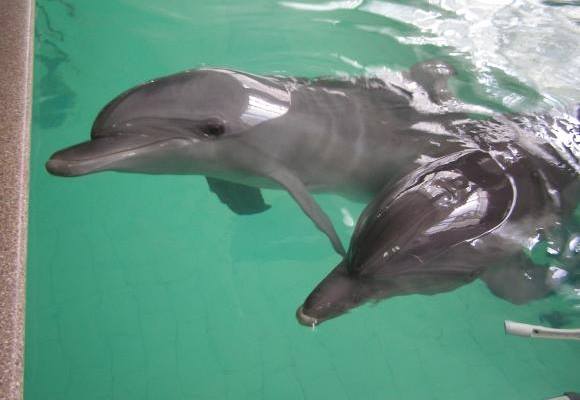 дельфіни