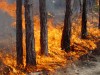 Мешканцям Львівщини нагадують правила пожежної безпеки у лісах