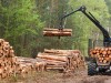 На аукціоні лісгоспи Львівщини виторгували понад 52 мільйони