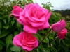 У Трускавці пенсіонерка може сісти за ґрати через любов до троянд