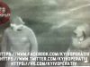 Убивство Шеремета: на відео видно риси обличь підозрюваних