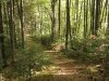 У лісовому господарстві Львівщини грядуть кадрові зміни