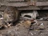 Більша частин львівських щурів переносить небезпечну інфекцію