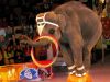 Комітет екології ВРУ рекомендує нардепам заборонити використання тварин у пересувних цирках