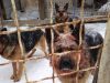 Моторошна трагедія на Різдво: у Київській області чоловіка насмерть загризли собаки