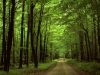 Протягом минулого року на Львівщині провели понад 1300 рейдів з охорони лісу