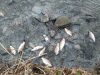 Експерти вияснили, чому у водоймі в Лисиничах подохла риба