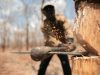 На Жовківщині незаконно вирубали більше сотні дерев