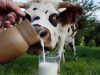 В уряді кажуть, що ніяких нових обмежень на прийом молока в населення наразі не введено