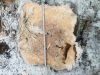 На Львівщині виявили незаконну порубку дерев