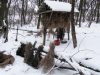 Жителів Львівщини закликають до акції з підгодівлі диких тварин