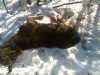 Поблизу Яворівського полігону лісники виявили мертву самку лося
